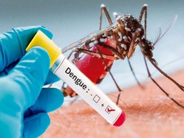 Dengue Cases Rise in Nagpur Division, One Death Confirmed